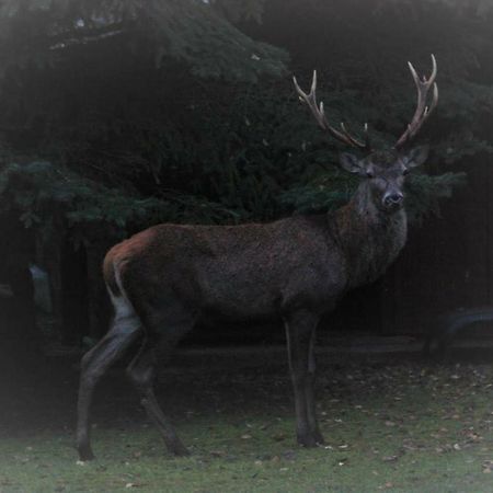 L'Eugenie Villa Пиерфон Екстериор снимка